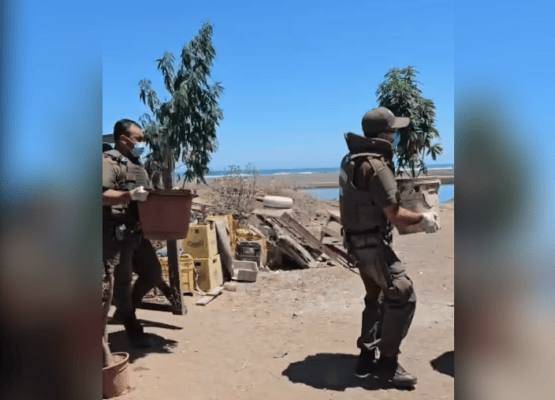 Carabineros detuvo a hombre por cultivo ilegal de marihuana en Iloca