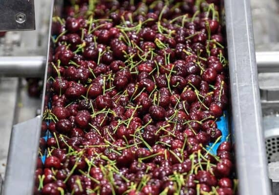 Aduana de China rechazó carga de cerezas chilenas que llegaron con retraso