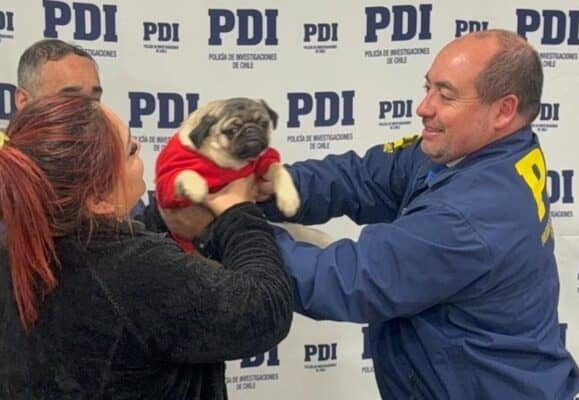 PDI de Linares recupera mascota de contención emocional sustraída de un domicilio
