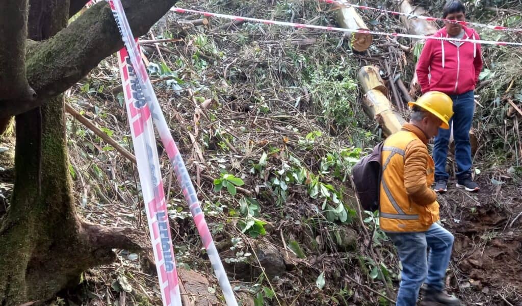 Forestal Vista Hermosa responde a denuncia por Tala Ilegal en Vichuquén: Acusa a contratista y presenta antecedentes a la Conaf