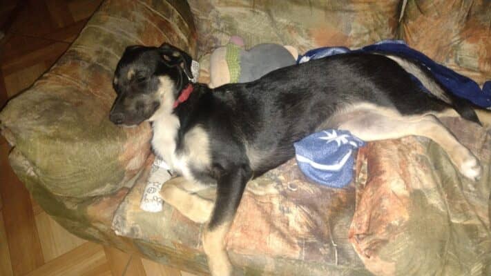 ¡Ayudemos a Tobi! Cachorro fracturado necesita cirugía urgente: "no puede caminar, ni ir al baño"