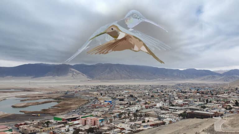 Función gratuita de la obra “El movimiento del colibrí” se presentará en Hualañé