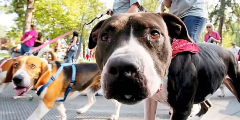 Fundación Paticorta invita a la comunidad a participar en su “Caminadog” este domingo