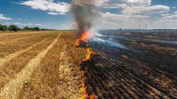 CONAF anunció prohibición total de quemas agrícolas y forestales en el Maule desde el 1 de noviembre