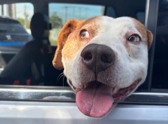 Perrito maltratado en Curicó encuentra un nuevo hogar