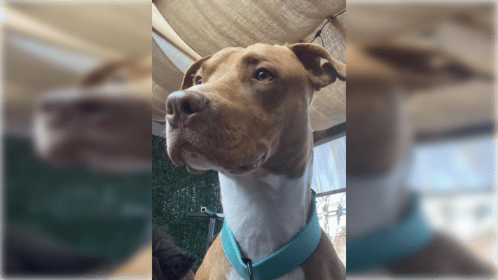 Dramático llamado de dueño para encontrar a su perro "Sirius" tras ser atropellado en Curicó