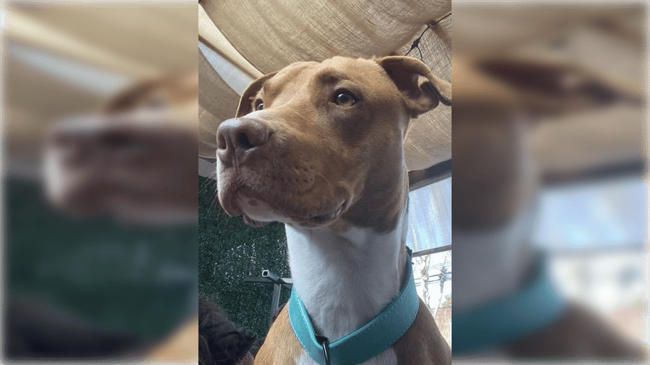 Dramático llamado de dueño para encontrar a su perro "Sirius" tras ser atropellado en Curicó