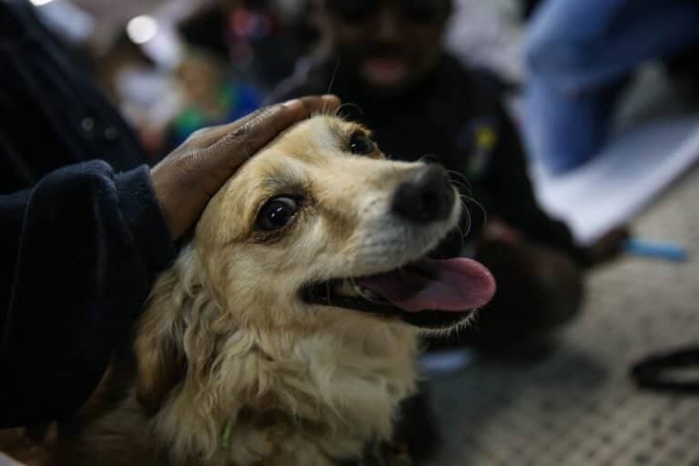 Municipalidad de Molina alerta por brote de distemper canino y entrega recomendaciones a la comunidad