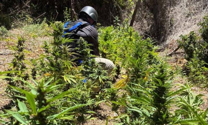 PDI incauta más de 1.700 plantas de cannabis en Vichuquén