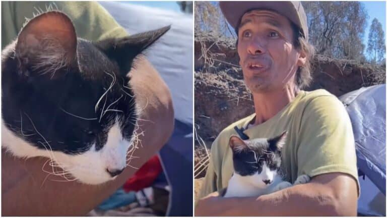 Gato es aclamado héroe tras salvar a su dueño de incendio en Lirquén