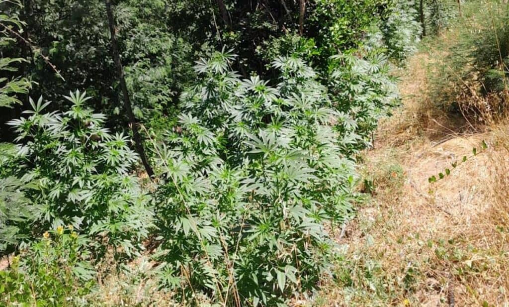 Vichuquén: Carabineros descubre plantación de marihuana mientras realizaba campaña contra incendios forestales