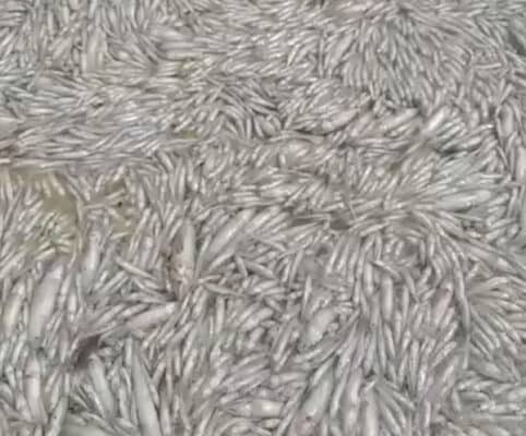 "Kilómetros de peces muertos": Alerta sanitaria en Llico por masiva mortandad en la desembocadura del estero