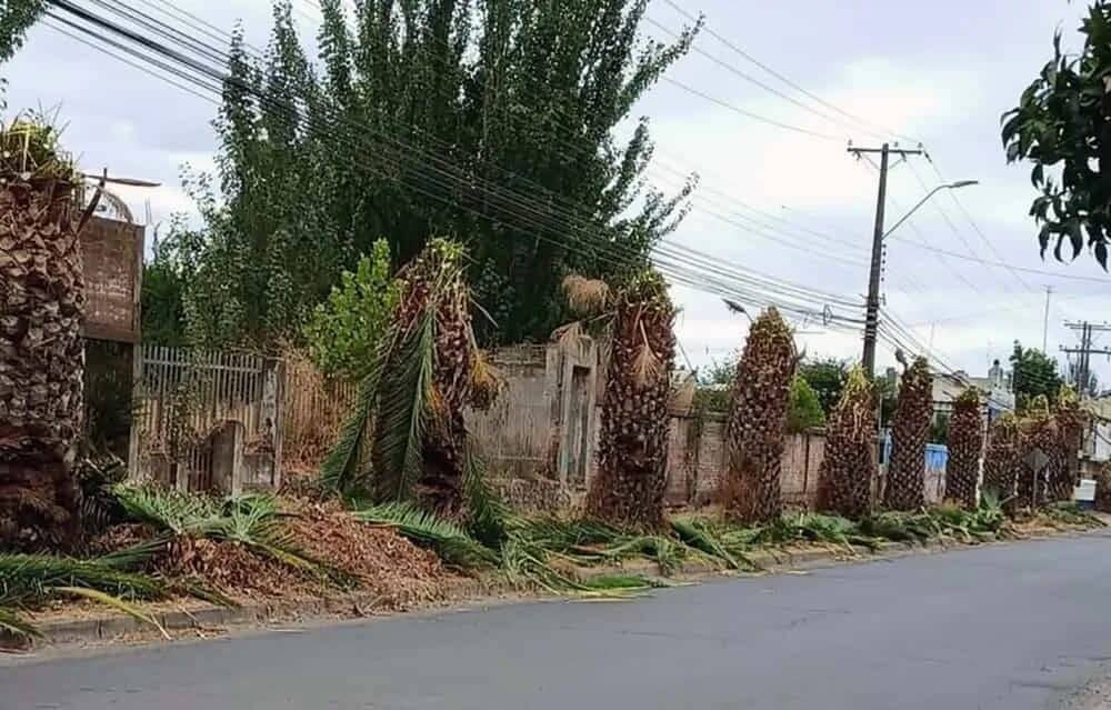 Municipio de Molina denuncia a CGE por poda indiscriminada de palmeras y anuncia oficio a la empresa