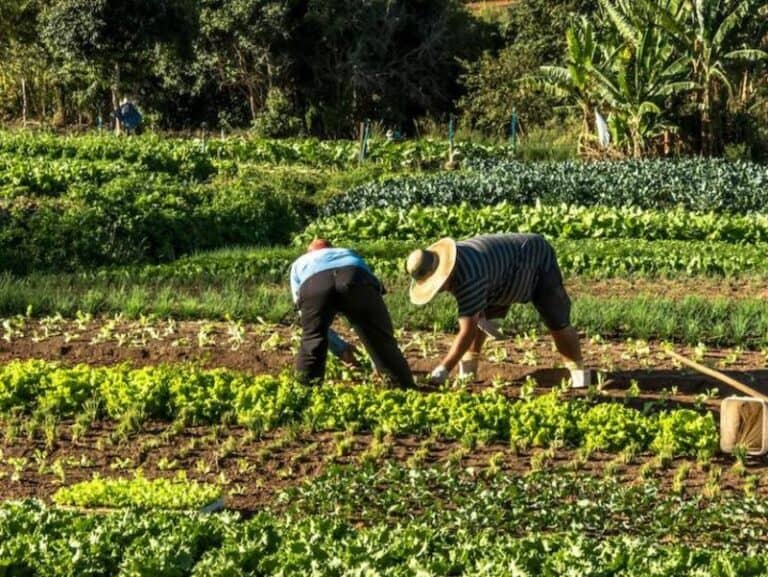 Mercado laboral en alerta: Región del Maule registra un 33,5% de informalidad y supera ampliamente el promedio nacional, según estudio