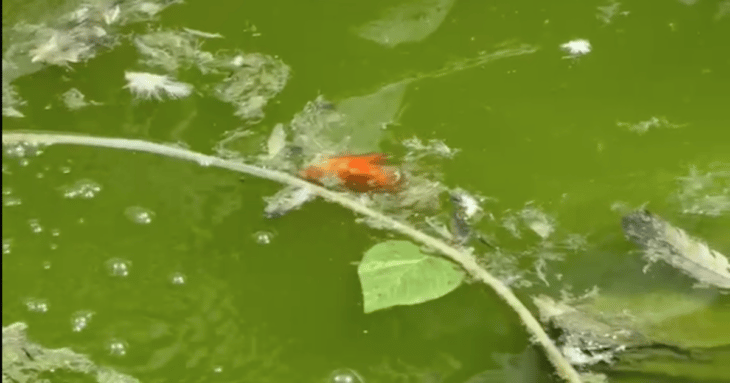 Denuncia ciudadana revela peces abandonados en local comercial del centro de Curicó
