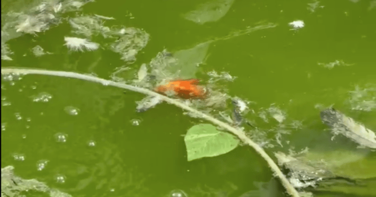 Denuncia ciudadana revela peces abandonados en local comercial del centro de Curicó
