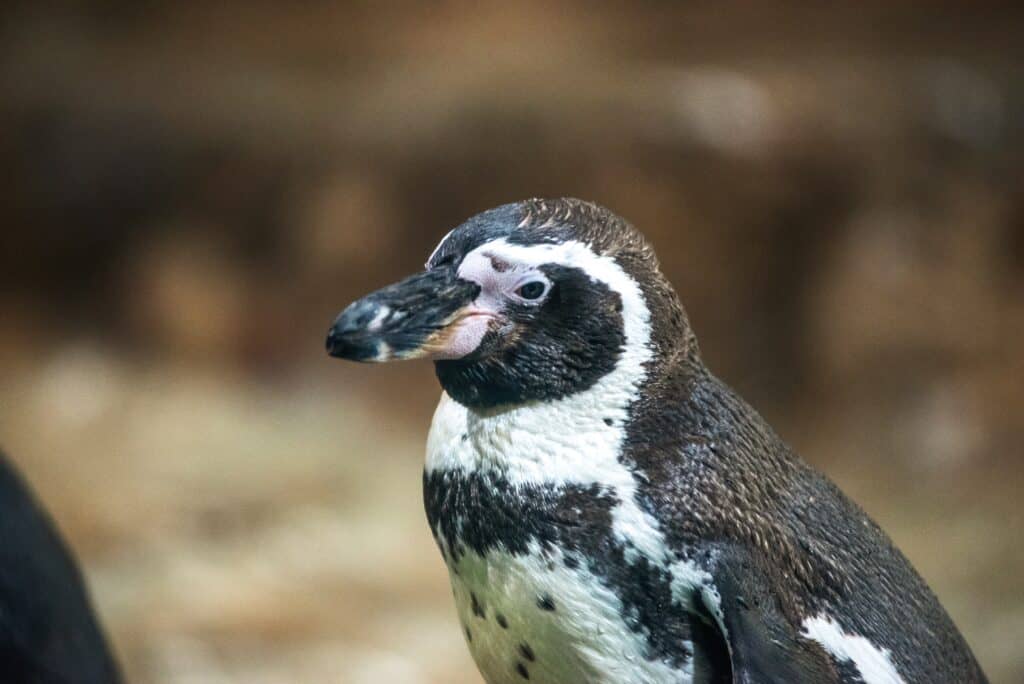 Pingüino de Humboldt es declarado monumento natural para reforzar su protección en Chile