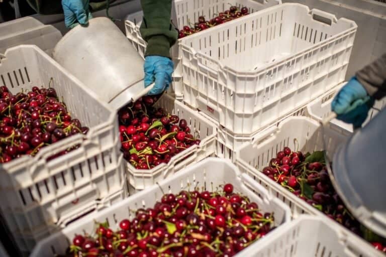 Servicio de Migraciones llama a contratistas a regularizar contratación de extranjeros ante nueva temporada agrícola