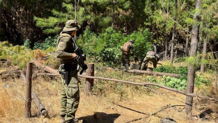 Descubren plantación de marihuana en zona rural de Vichuquén tras denuncia anónima