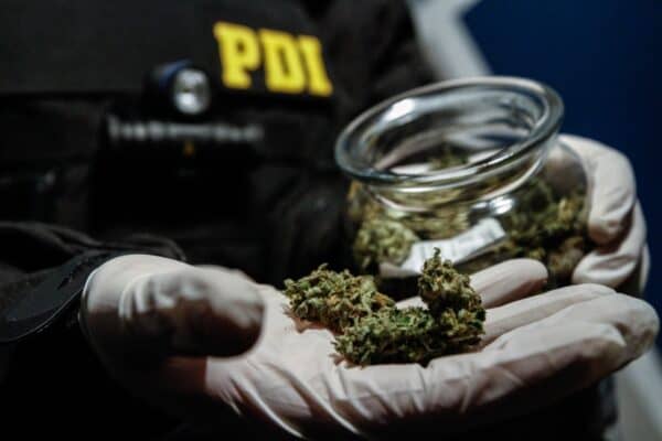 Longaví: PDI desbarata dos puntos de venta y cultivo de drogas en operativos simultáneos