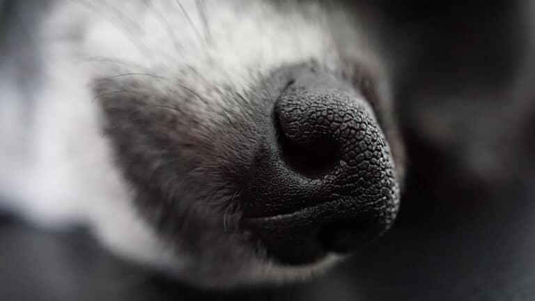 Horror en Valdivia: Hallan tres perros muertos y dos en grave desnutrición en un inmueble