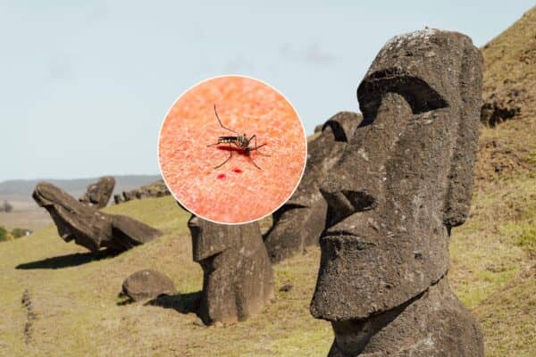 Cuatro casos de dengue confirmados en Rapa Nui se elevan a cuatro