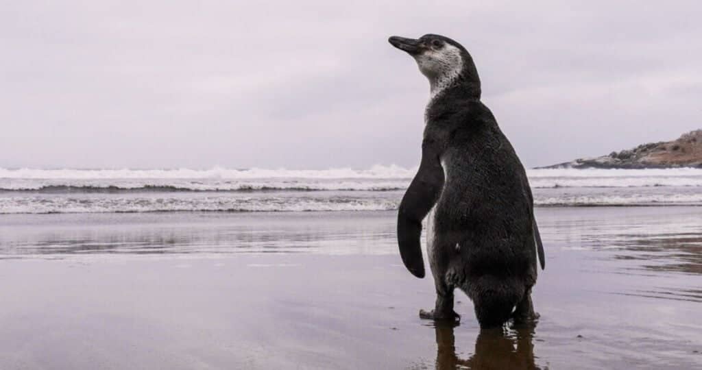 Gobierno retira decreto de protección para pingüino de Humboldt y genera preocupación en científicos
