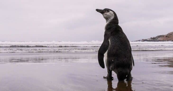 Gobierno retira decreto de protección para pingüino de Humboldt y genera preocupación en científicos