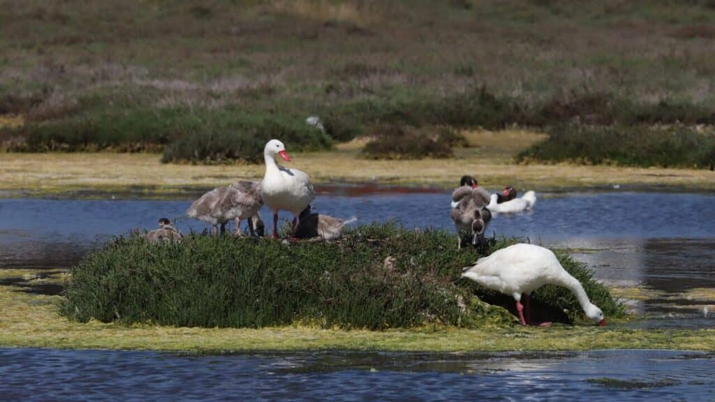 Colmevet advierte sobre el riesgo de interacción entre aves silvestres y domésticas tras nuevo caso de Influenza Aviar