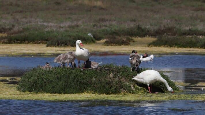Colmevet advierte sobre el riesgo de interacción entre aves silvestres y domésticas tras nuevo caso de Influenza Aviar