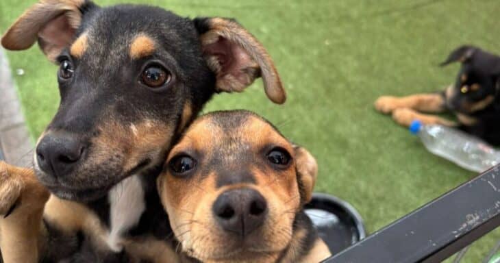 Municipalidad de Curicó invita a gran jornada de adopción canina este sábado