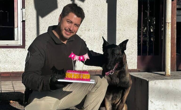 PDI de Curicó celebra el primer año de "Sara", ejemplar canino destacada en la detección de drogas y armamento
