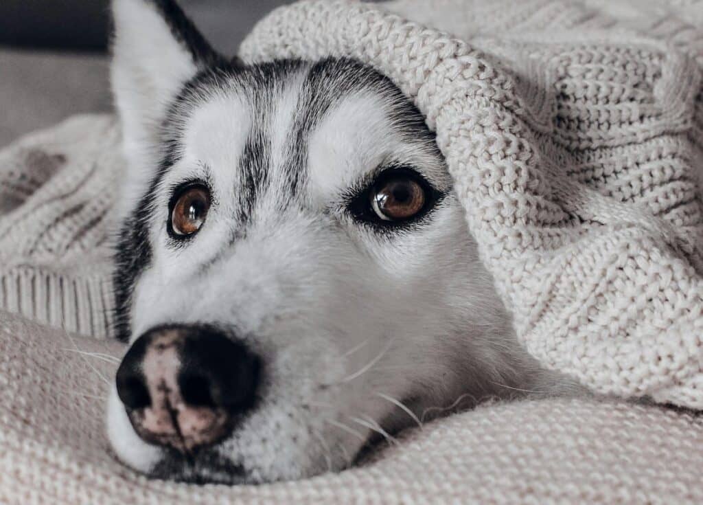 Expertos entregan claves para resguardar a perros y gatos del frío invernal