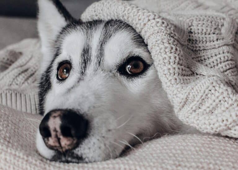 Expertos entregan claves para resguardar a perros y gatos del frío invernal