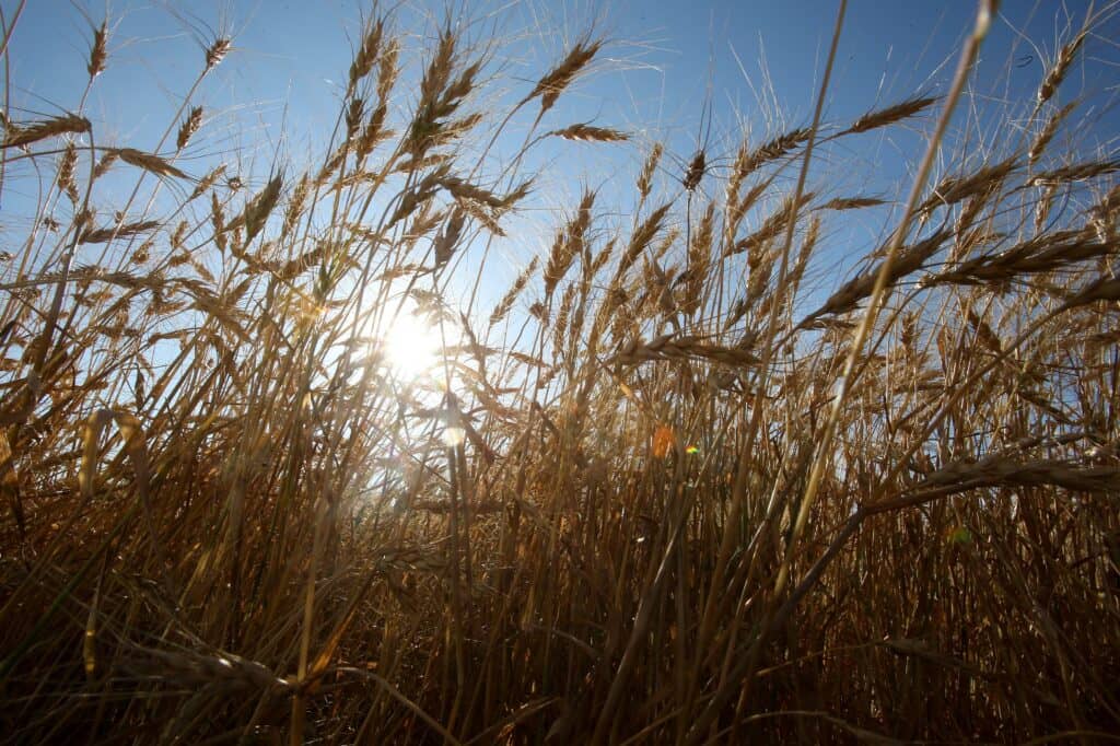 Dramático llamado de los Agricultores del Maule: Advierten fuerte alza en el precio del pan y crisis terminal por bajos retornos