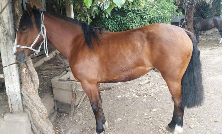 Millonario robo en Molina: delincuentes sustraen doce caballos chilenos desde el sector La Palmilla
