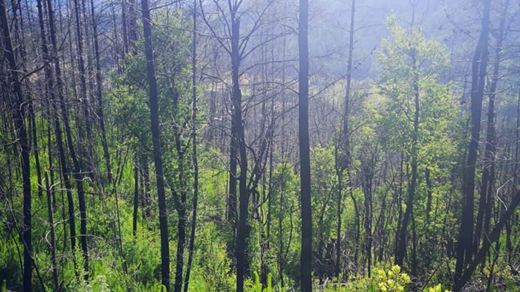 Pinos amenazan la supervivencia del ruil, árbol nativo en peligro de extinción en Chile