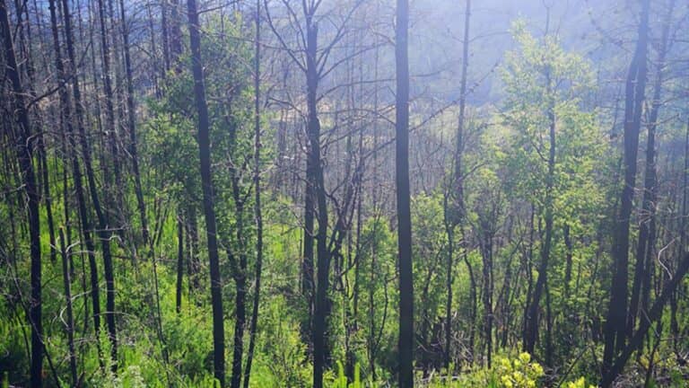 Pinos amenazan la supervivencia del ruil, árbol nativo en peligro de extinción en Chile