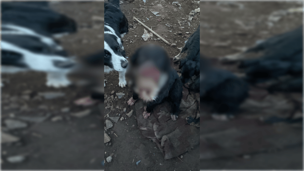 Perro sufre graves lesiones tras ser atacado por persona en el sector surponiente de Curicó