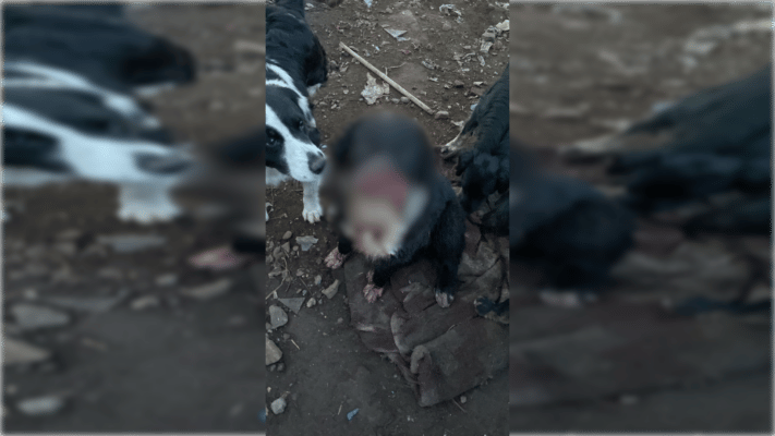 Perro sufre graves lesiones tras ser atacado por persona en el sector surponiente de Curicó