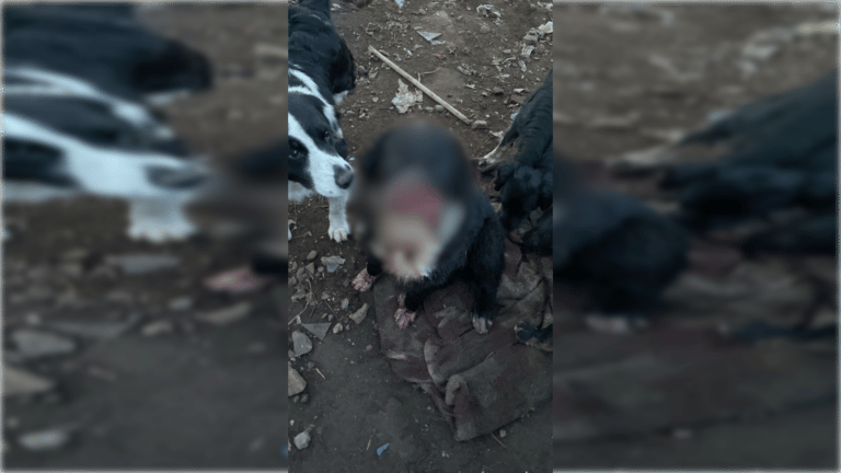 Perro sufre graves lesiones tras ser atacado por persona en el sector surponiente de Curicó