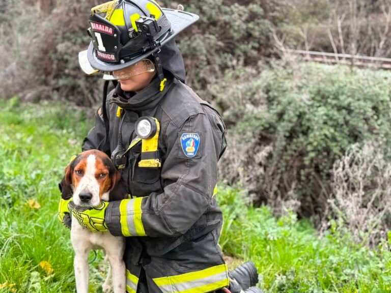 Heroico rescate: Bomberos salva a perrito que fue amarrado a la vía del tren en Lontué
