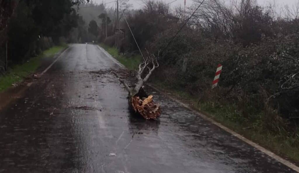 Caída de árbol sobre cables de alta tensión mantiene una pista habilitada en la Ruta J-65 hacia Potrero Grande