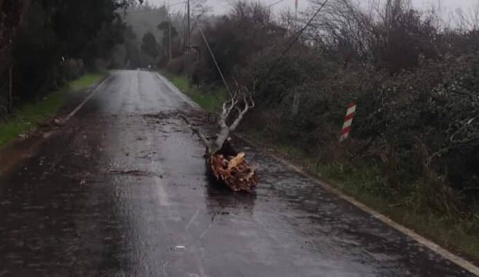 Caída de árbol sobre cables de alta tensión mantiene una pista habilitada en la Ruta J-65 hacia Potrero Grande