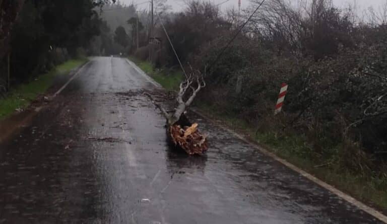 Caída de árbol sobre cables de alta tensión mantiene una pista habilitada en la Ruta J-65 hacia Potrero Grande