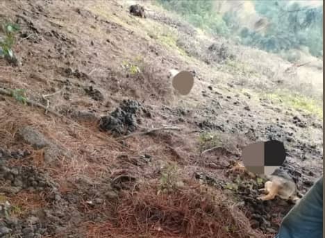 Preocupación por reiterados ataques de puma a caballos y animales domésticos en Curepto