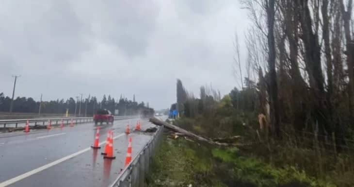 Tragedia en Negrete: Trabajador fallece al ser golpeado por árbol durante sistema frontal
