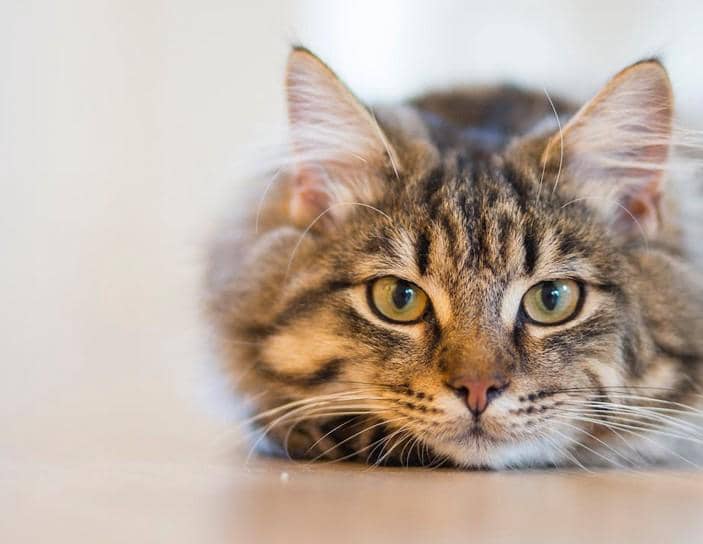Científicos revelan el secreto para hablar el idioma de los gatos y ganarte su confianza