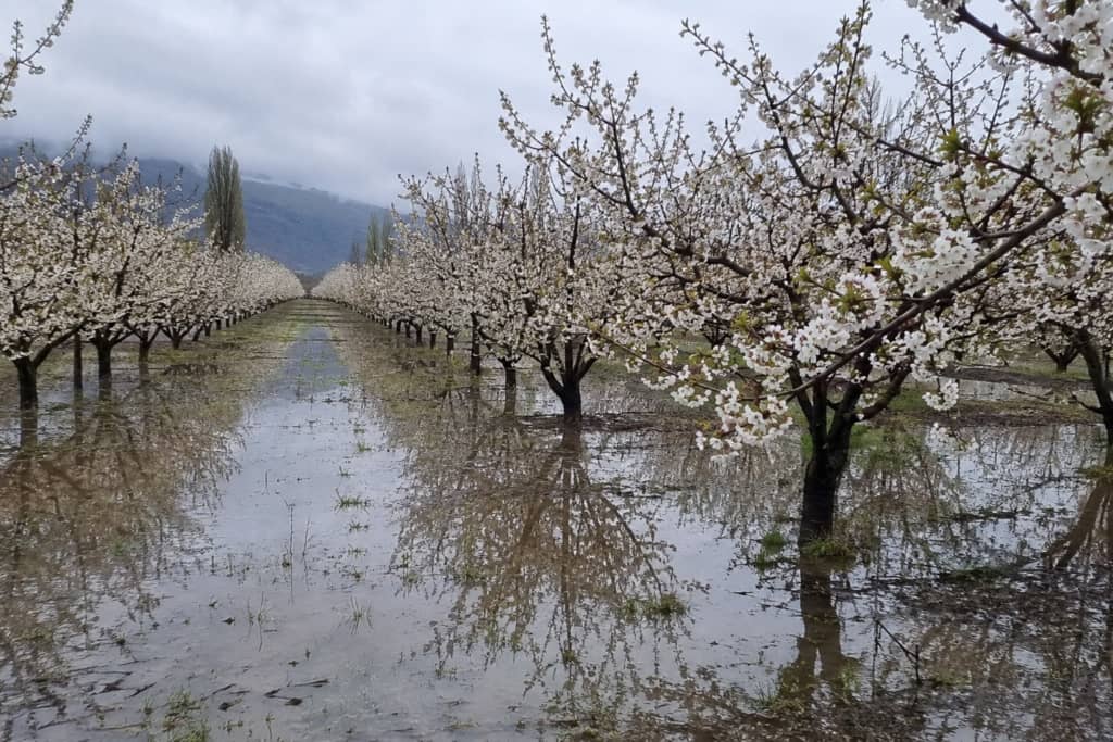 Fenómeno de “El Niño” eleva riesgo de lluvias intensas durante la floración de especies frutales