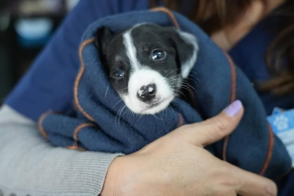 Mall Curicó: Gran jornada de adopción de mascotas este sábado 29 de agosto